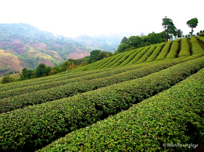 Plantaciones de té Mae Salong