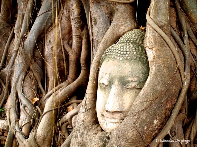 Famosa cabeza de buda en Ayutthaya